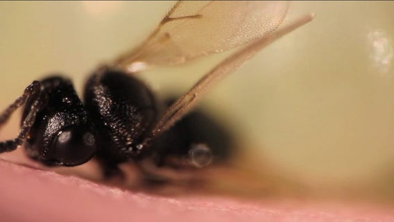 Samurai Wasp feeding on stink bug eggs
