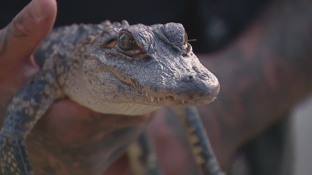 Alligator caught after Belle Isle spotting