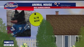 Welcome Amber Dior, Nova, Maxie