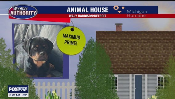 Welcome Maximus Prime, Mr. Nibs, Bandit