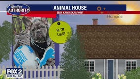 Welcome Lulu, Elvis, Messer