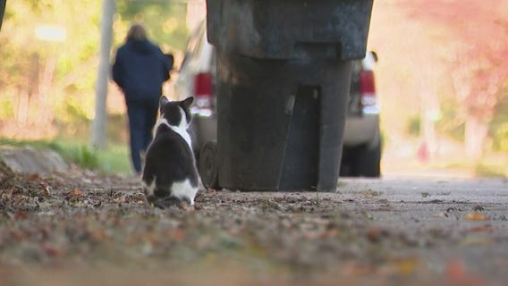 Detroit woman rescues neglected dogs