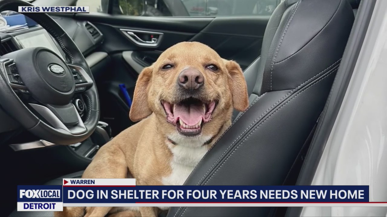 Dog in need of a home has spent four years in Warren shelter
