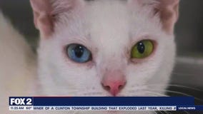 Lori's Stories Tommy's TikTok MARL pt 2