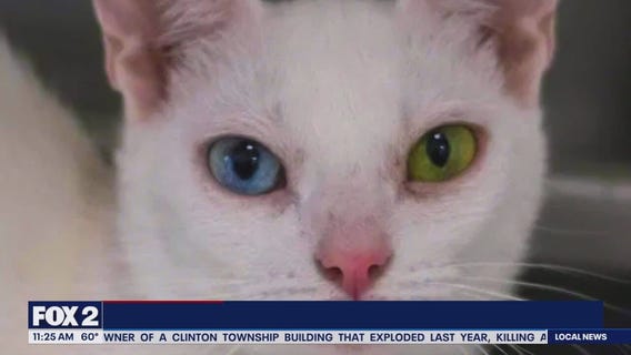 Lori's Stories Tommy's TikTok MARL pt 2