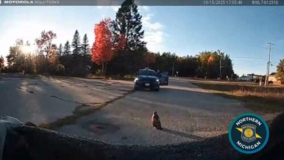 Michigan State Police trooper rescues injured Red-Tailed Hawk