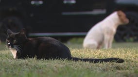 Detroit woman gives abandoned dogs a new leash on life