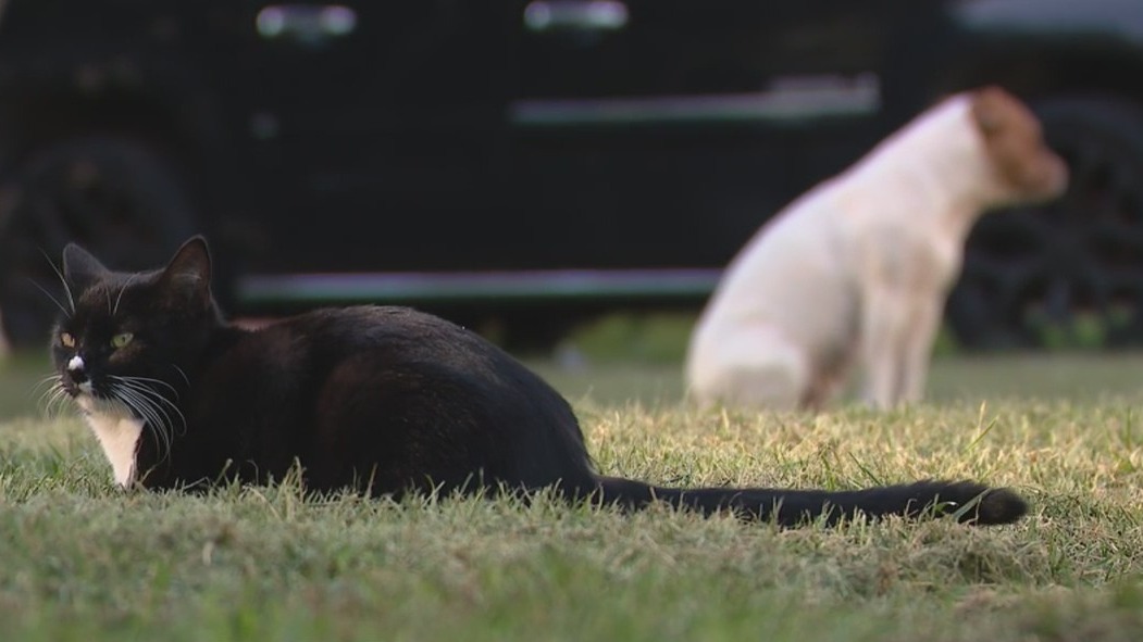 Detroit woman gives abandoned dogs a new leash on life