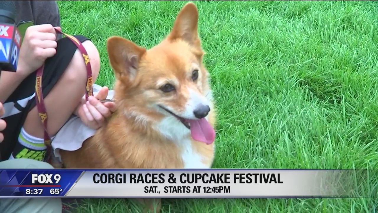 Corgis and cupcakes