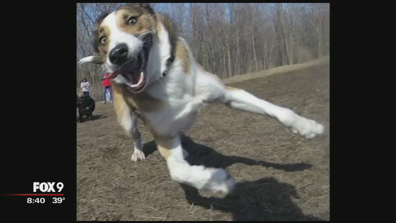 Bow Wow film festival