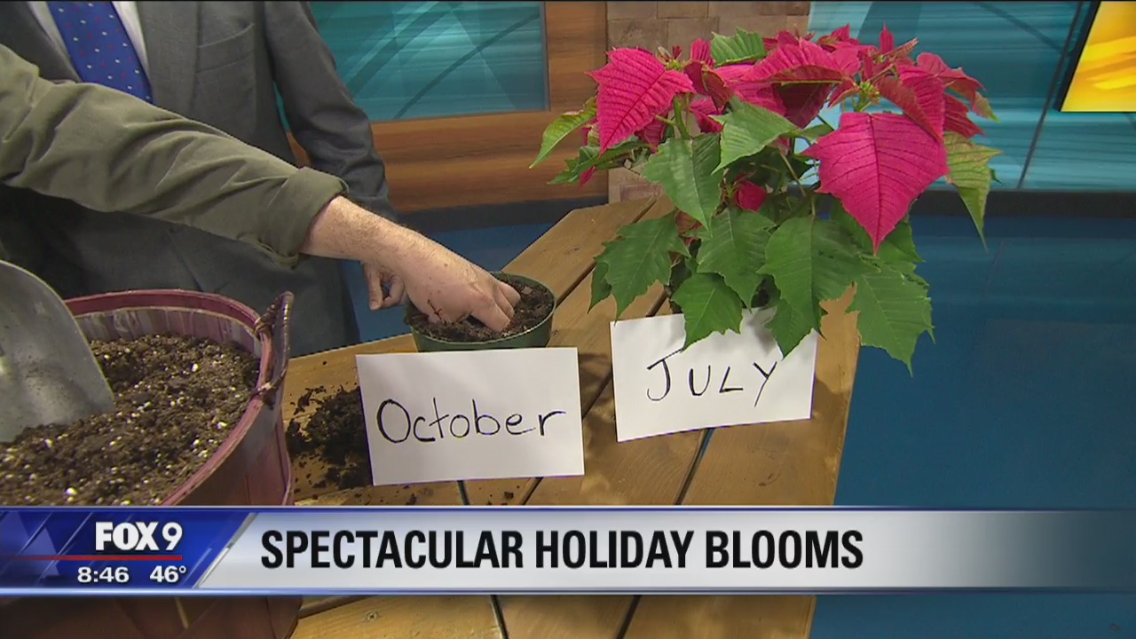 Holiday blooms