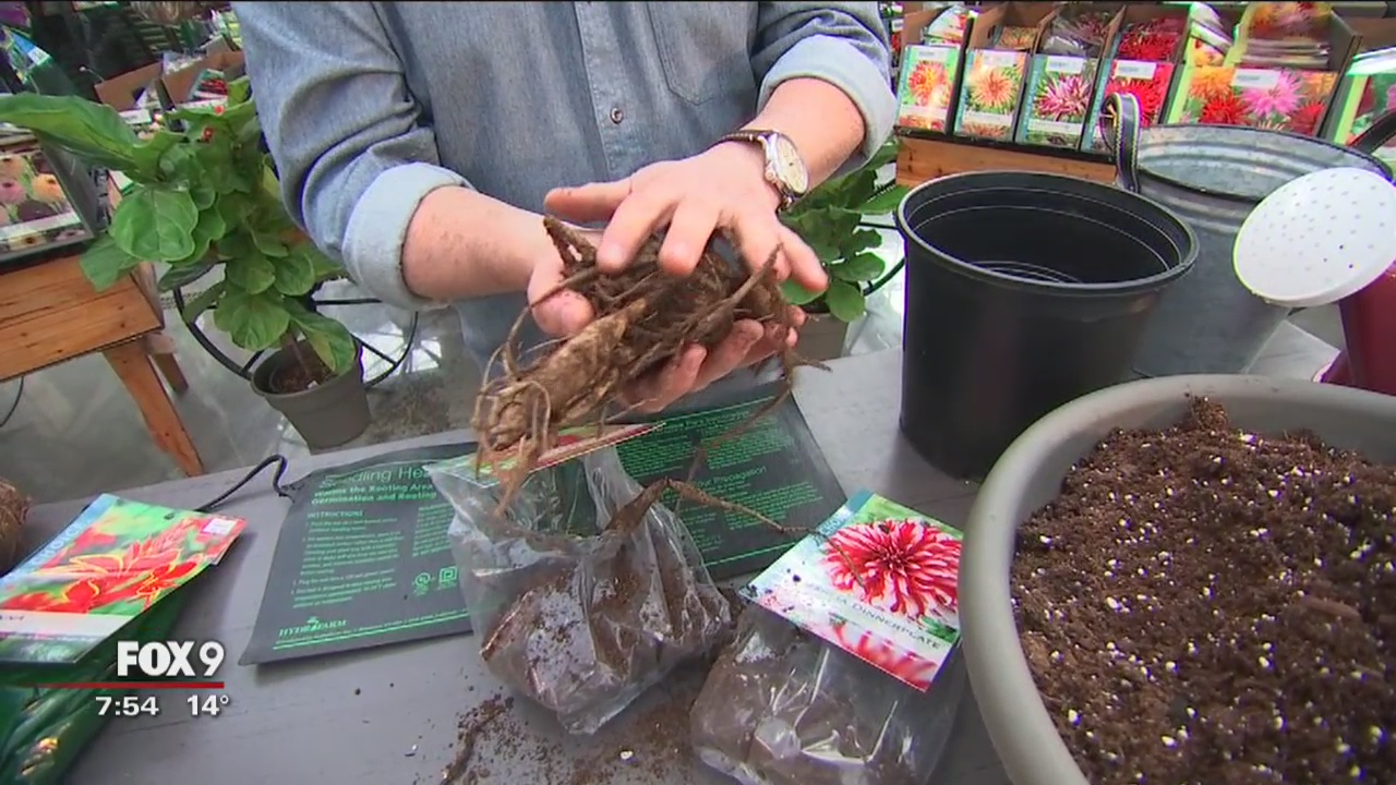 Spring bulbs planting tips