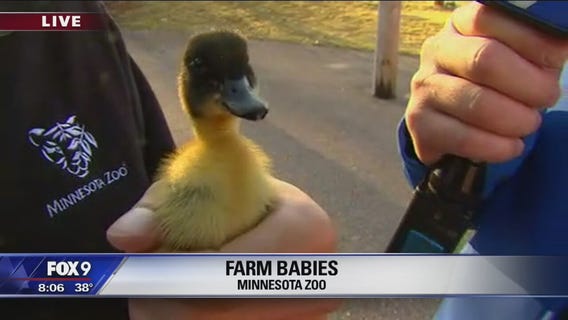 Minnesota Zoo's Farm Babies