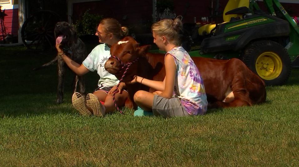 Pet cow in Rosemount celebrates first birthday