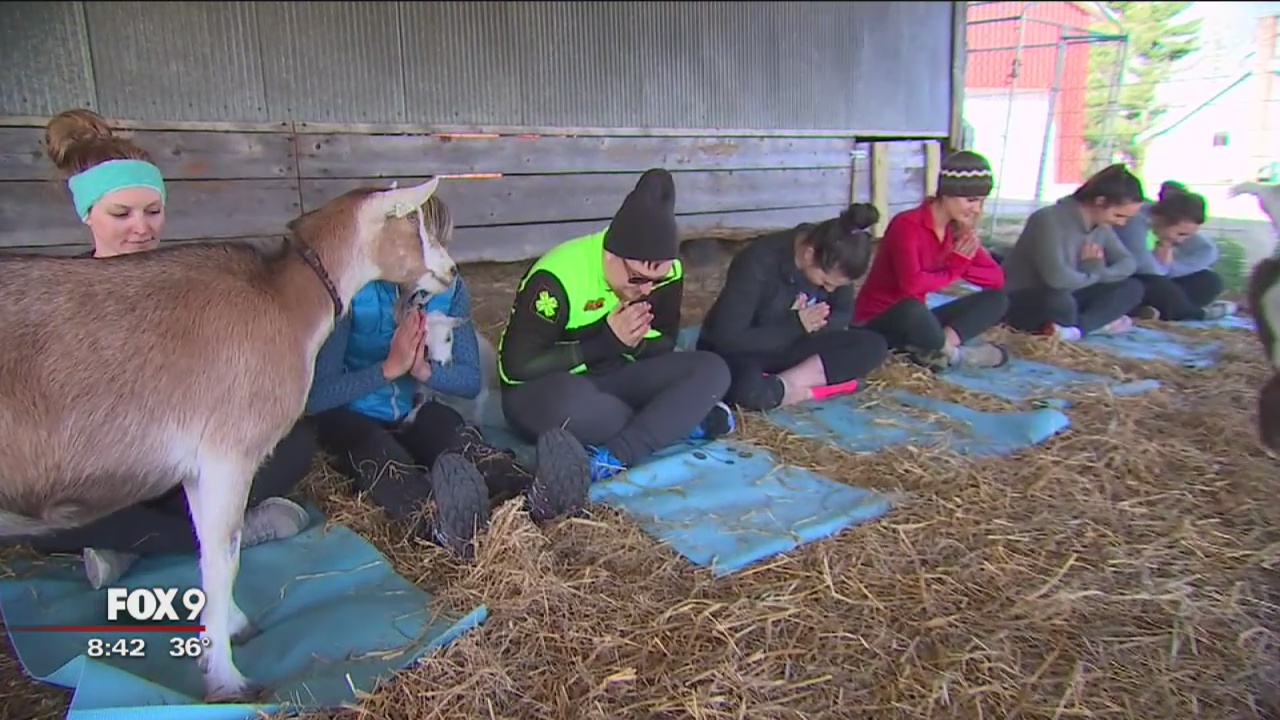 Goat yoga comes to Twin Cities
