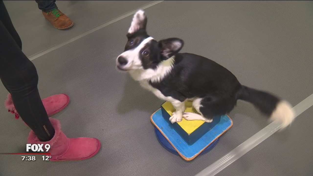 Kennel Club Dog Show in Minneapolis Part 2