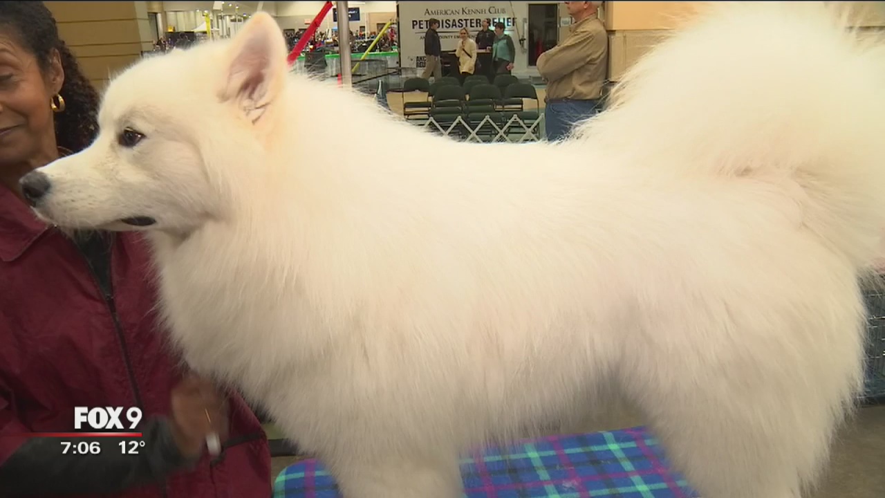 Kennel Club Dog Show in Minneapolis