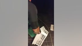 Duluth officers rescue bear cub trapped in family's basement