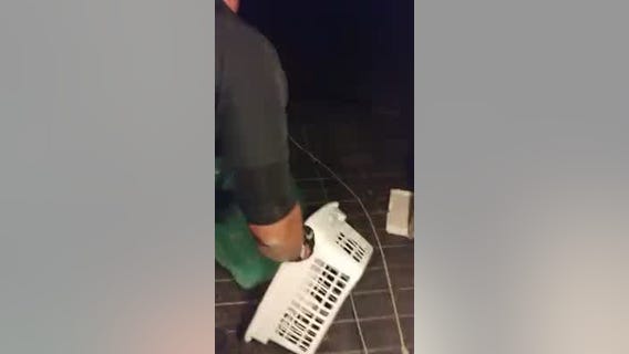 Duluth officers rescue bear cub trapped in family's basement