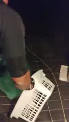 Duluth officers rescue bear cub trapped in family's basement