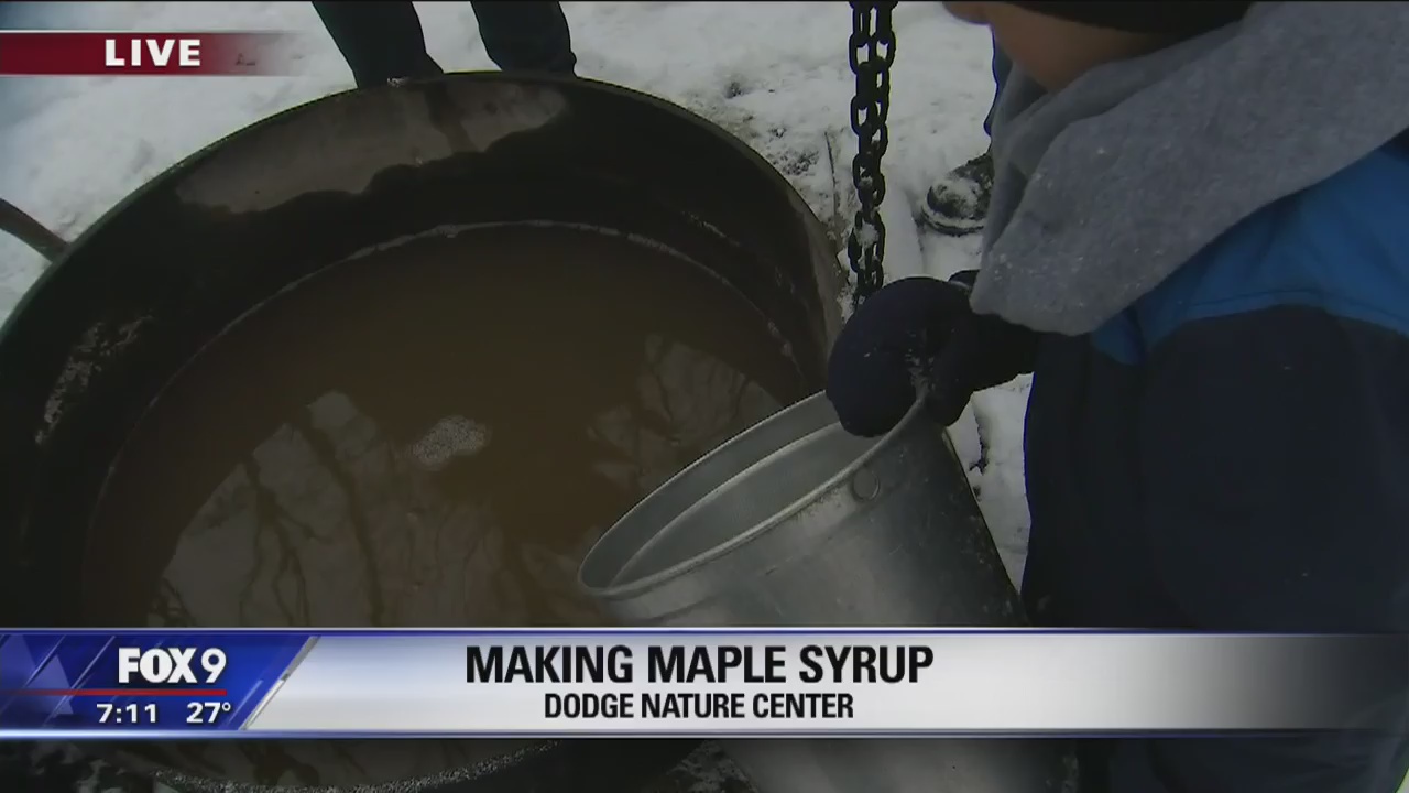Making Maple Syrup at Dodge Nature Center in Minnesota