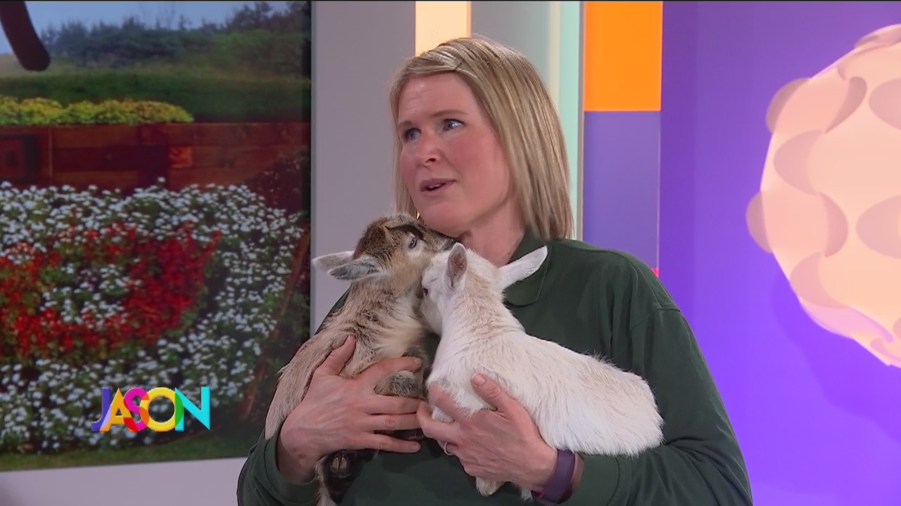 Baby goats from Minnesota Zoo stop by Fox 9
