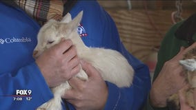 Farm Babies at Minnesota Zoo