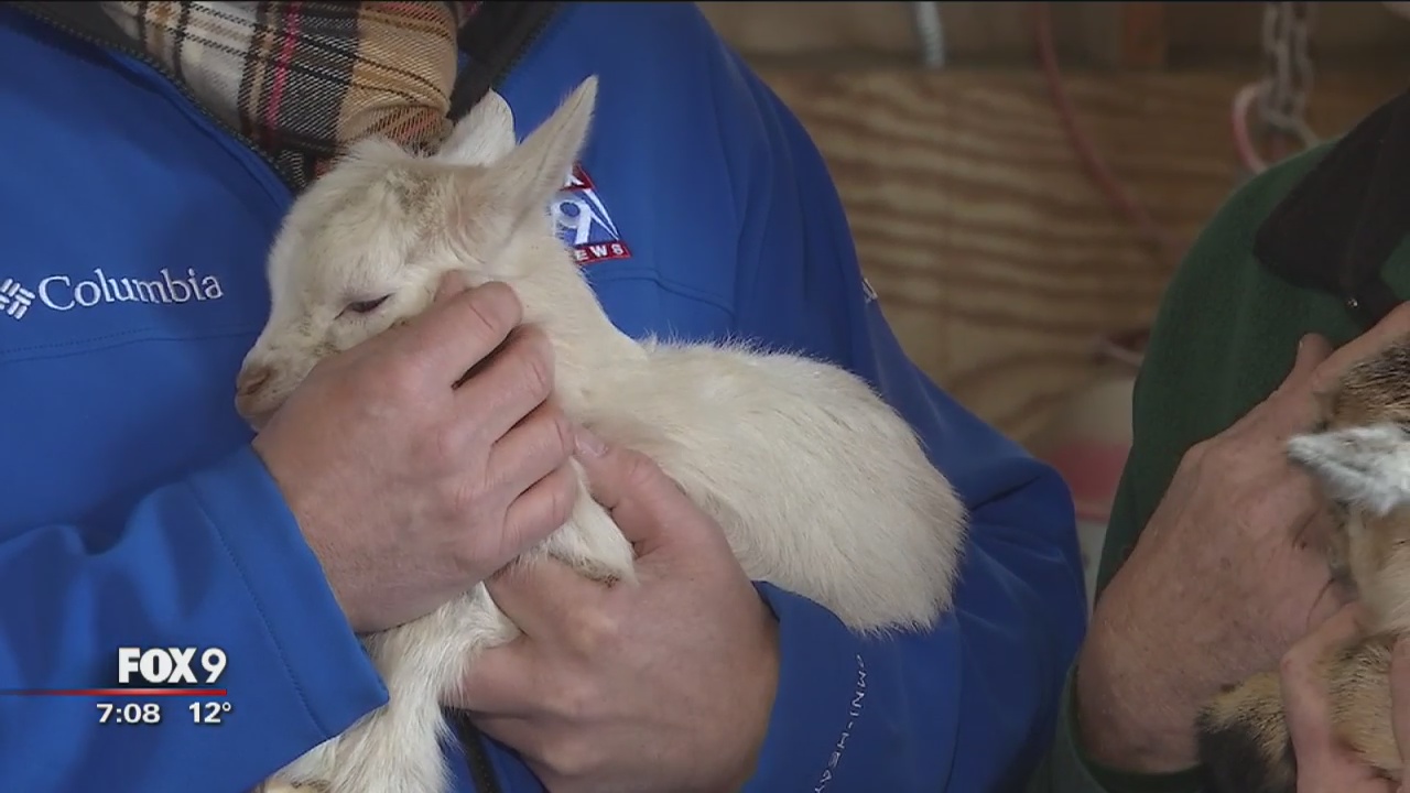 Farm Babies at Minnesota Zoo