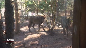 Minnesota Zoo's wolf pack