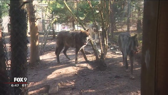 Minnesota Zoo's wolf pack