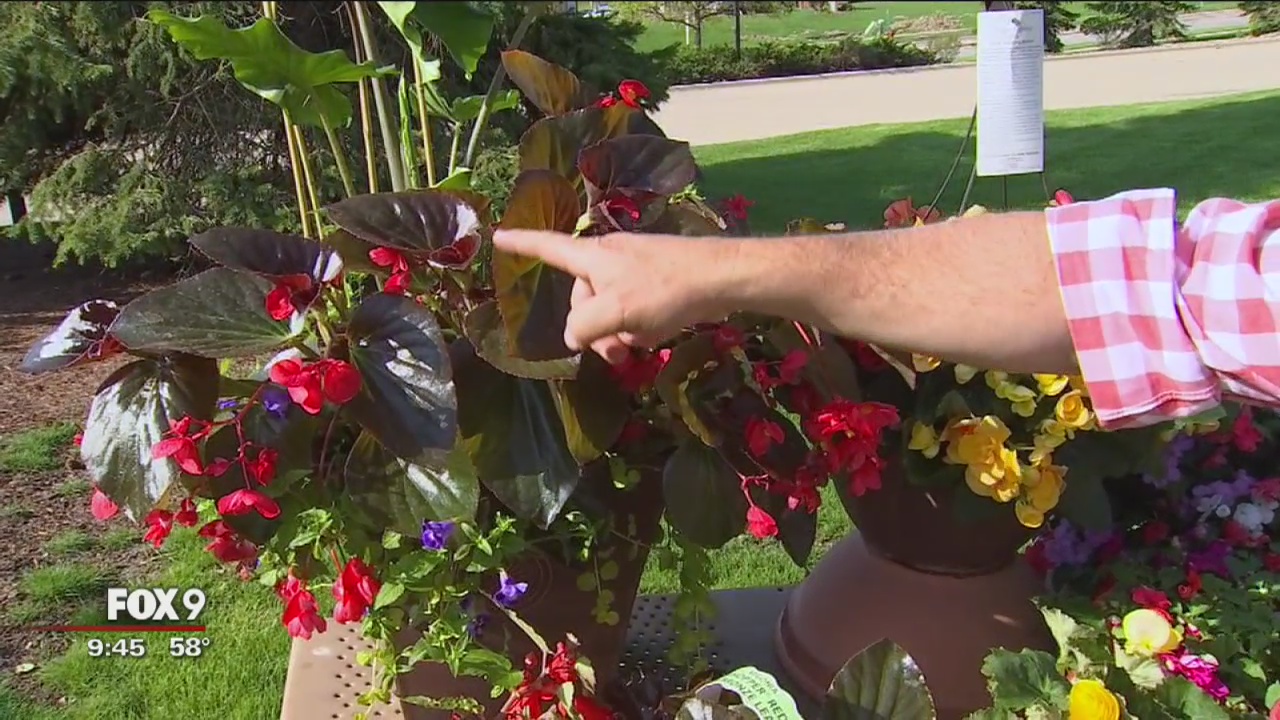 Garden Guy Dale K: Best plants to bring color to shaded garden sections