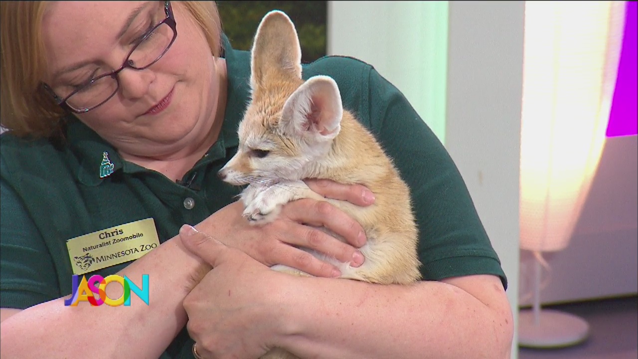 Minnesota Zoo's Fennec Fox stops by Fox 9