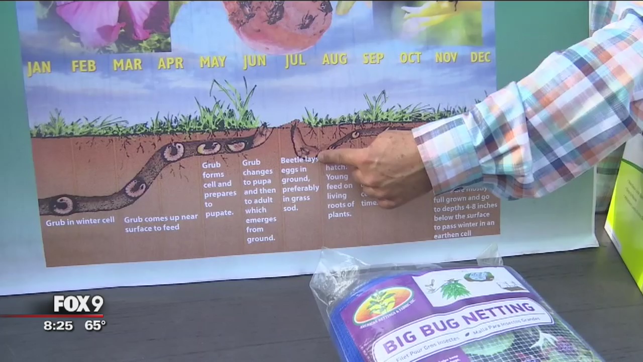 Garden Guy: How to prevent Japanese beetles