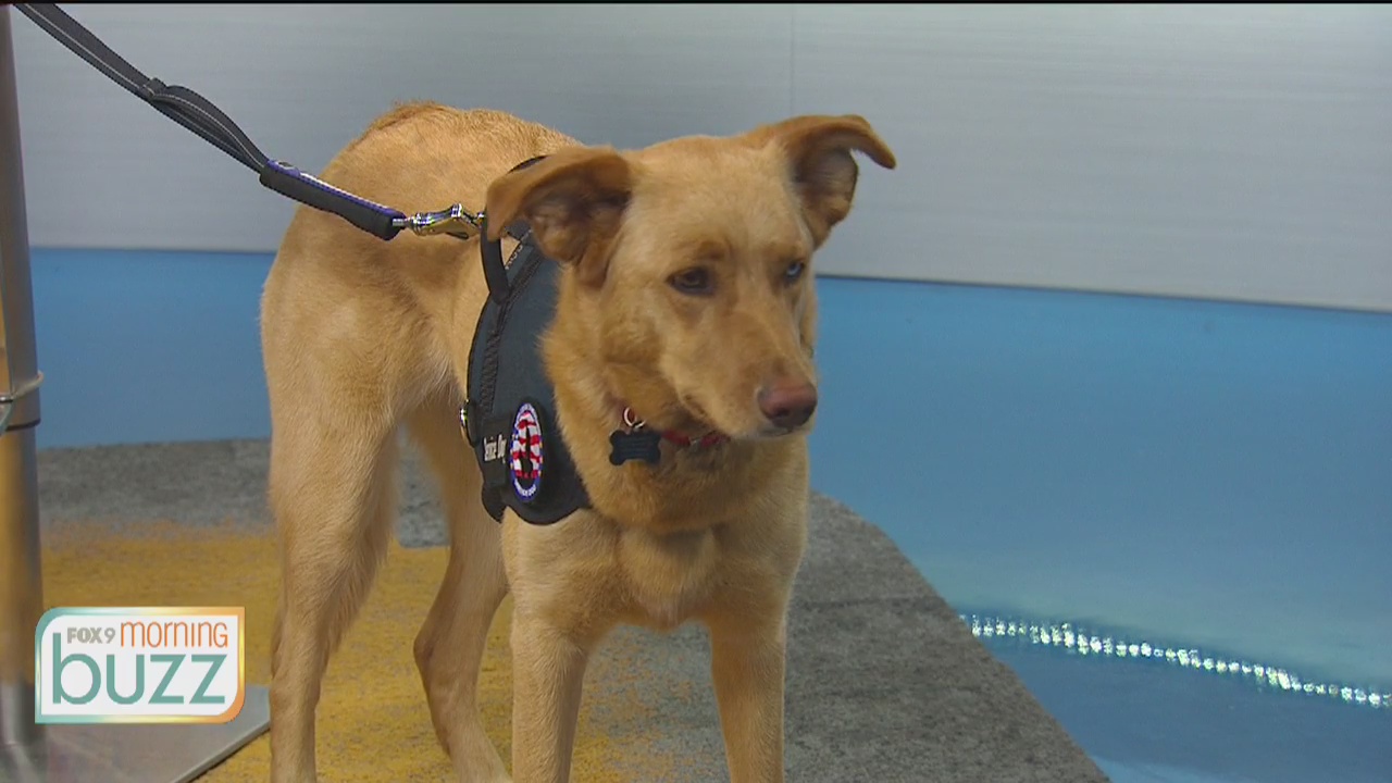 Pets Loyal 2 Vets program helping vets with PTSD