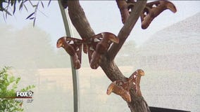 Fun for the family at Como Zoo in St. Paul, Minn.