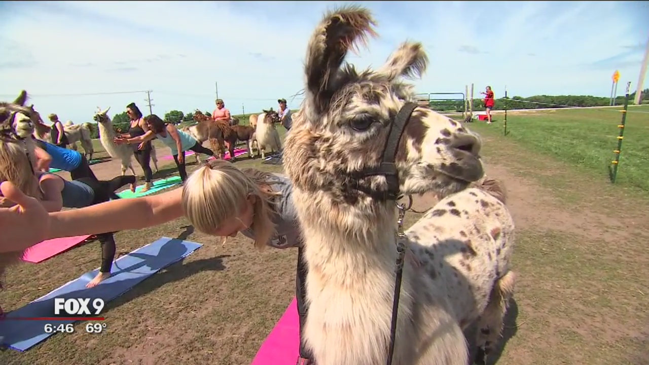 Llama farms offering yoga in Waconia, Minn.