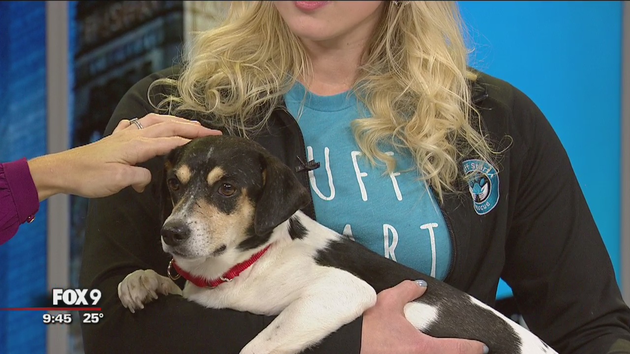 Ruff Start Rescue on Fox 9