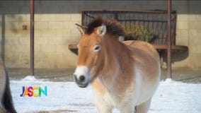 Getting use to the cold - Asian Wild Horses at MN Zoo preparing for journey to Russia