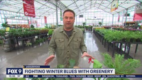 Dale K's tips on fighting winter blues with fresh greenery