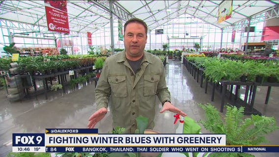 Dale K's tips on fighting winter blues with fresh greenery