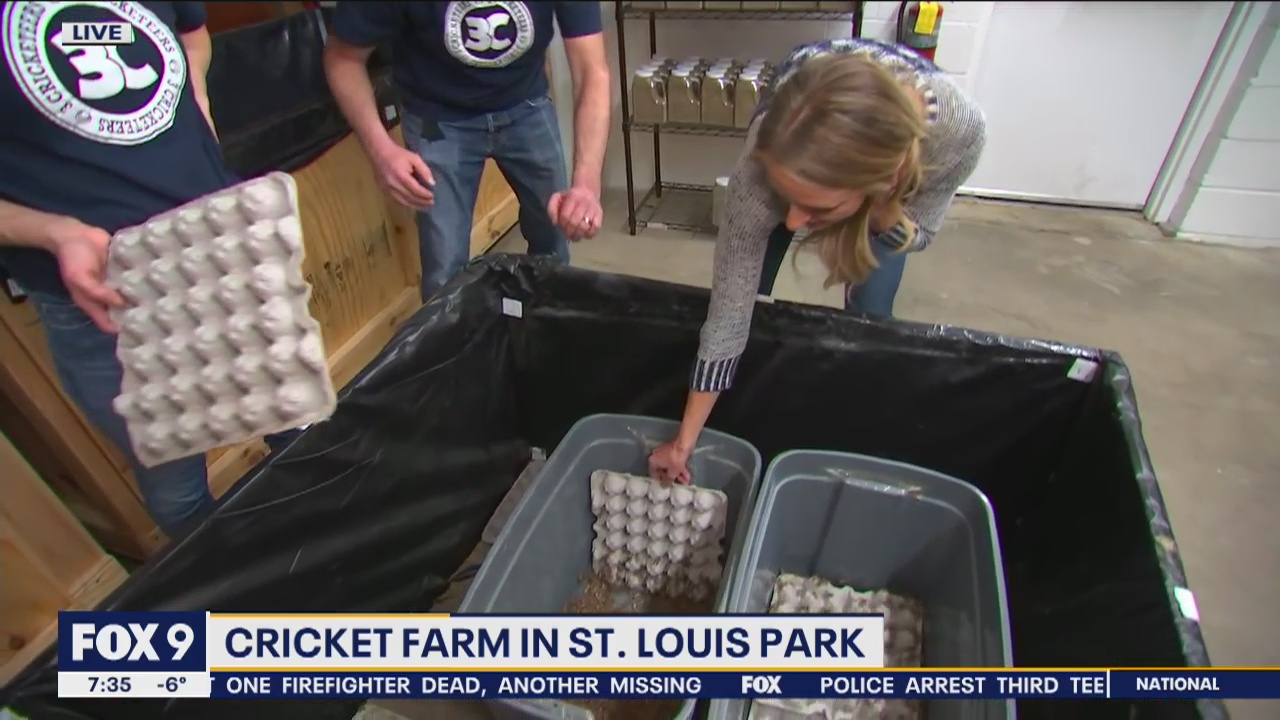 Insect farm in St. Louis Park offers cricket-based snacks