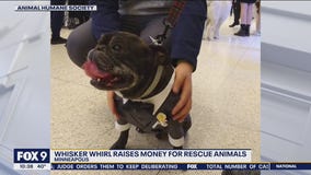 A night out on the town for humans and their glammed-up pets