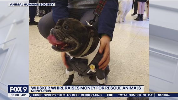 A night out on the town for humans and their glammed-up pets