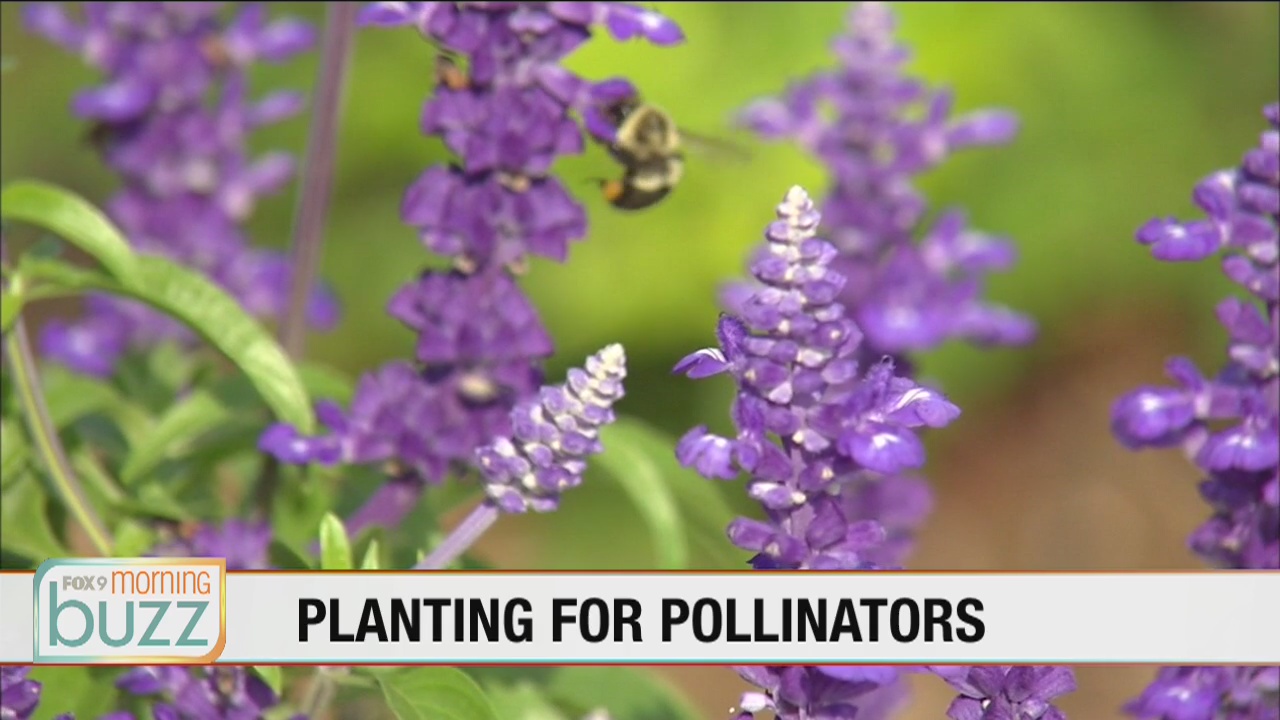 "Bee the change": State offering grants to turn your lawn into bee-friendly habitat