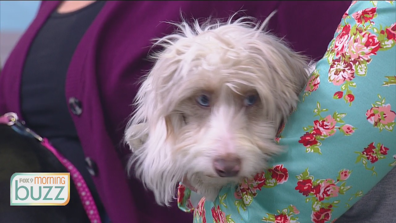 Only in Minnesota? Winter wiener dog racing takes over Canterbury Park on Saturday