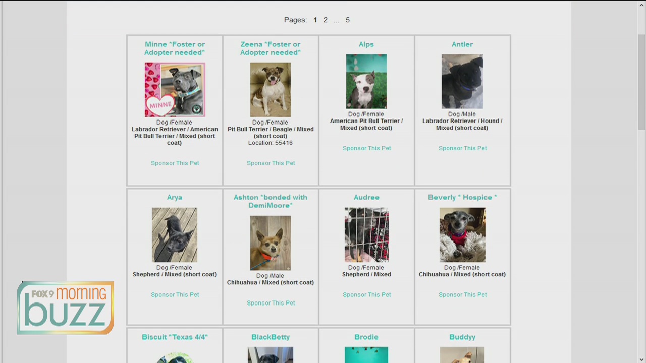 In need of a furry friend to help get you through the outbreak? Ruff Start Rescue wants to help