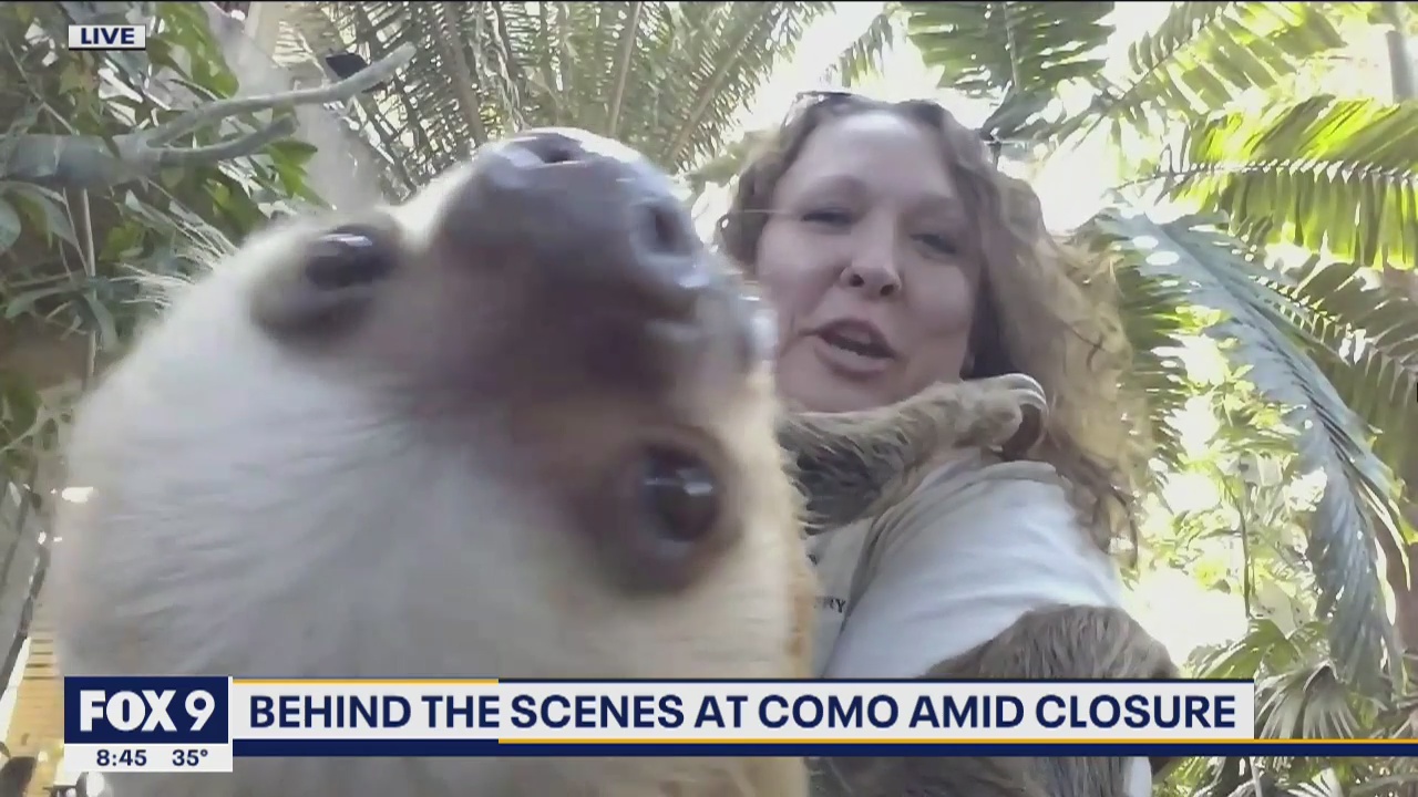 Live from the Como Zoo - Chloe the sloth takes over Morning News Interview