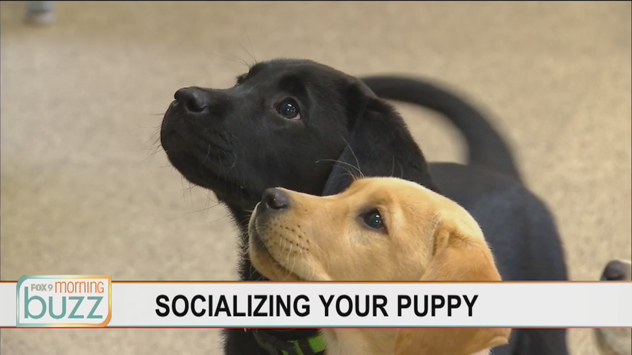 Socializing your puppy in a time of social distancing