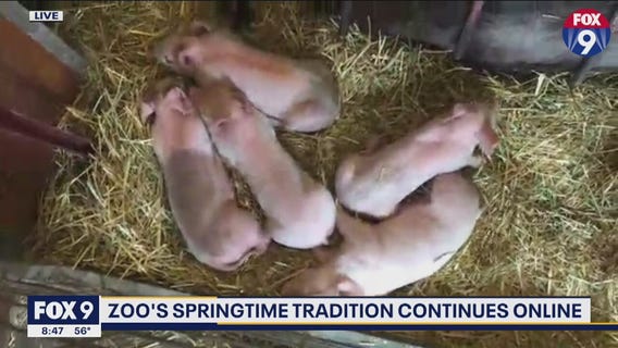 You can't stop the farm babies: MN Zoo takes springtime tradition online