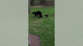 Bear, 3 cubs sighted in Oak Grove, Minn.